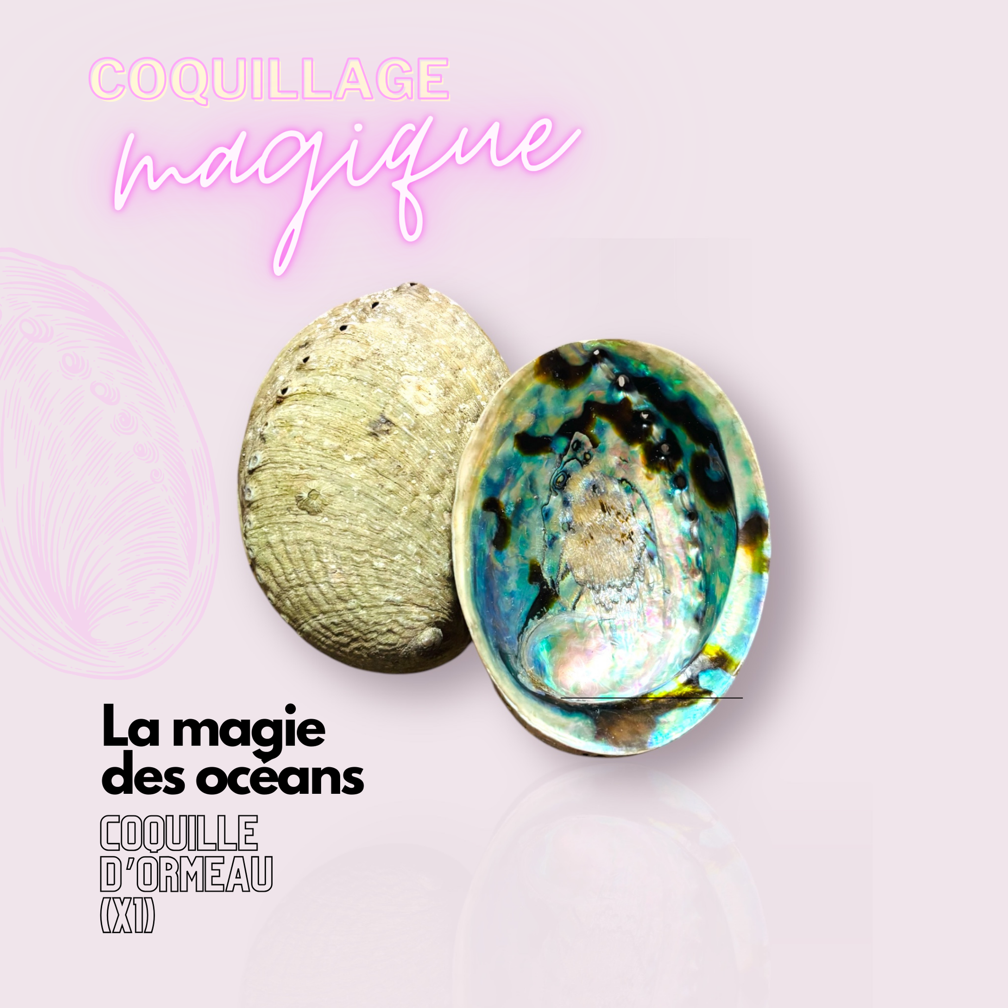 🌊 Coquille d'Ormeau